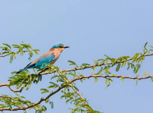 Rodillo Indio Miembro Familia Aves Encuentran Ampliamente Asia Tropical Son — Foto de Stock