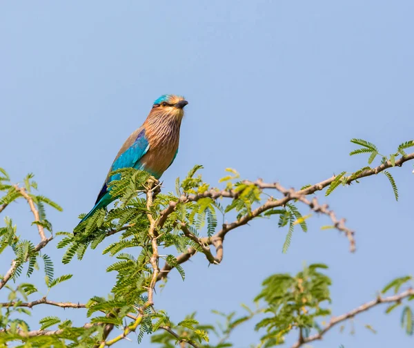 印度的滚子 是鸟类的滚子家庭成员 他们广泛遍布亚洲热带地区 最出名的是雄性在繁殖季节的特技显示 — 图库照片
