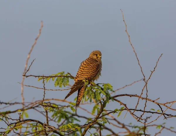 eurasian goshawk bird in flight