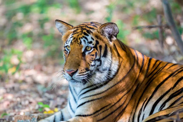 Tigre Parque Nacional Índia Estes Tesouros Nacionais Estão Agora Ser — Fotografia de Stock