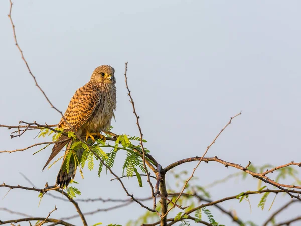 Der Turmfalke Ist Eine Greifvogelart Die Zur Gruppe Der Turmfalken — Stockfoto