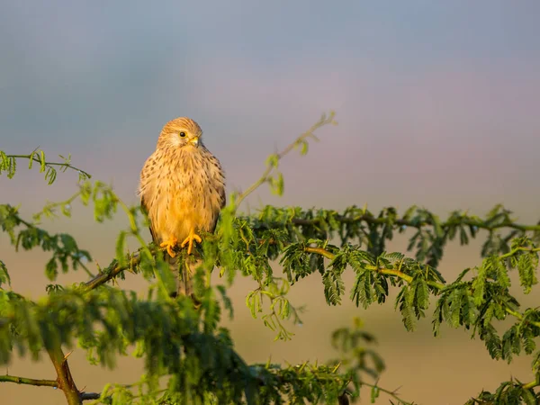 Yaygın Kerkenez Şahin Ailesinin Kerkenez Grubuna Ait Yırtıcı Bir Kuş — Stok fotoğraf