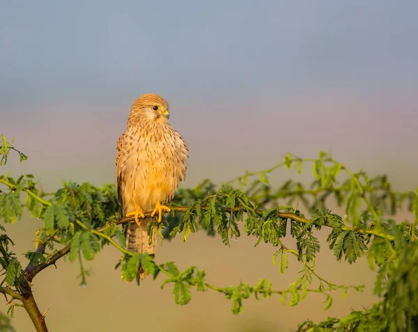 Обыкновенный Пустельга Птица Хищного Вида Относящаяся Пустельгам Семейства Соколиных Называют — стоковое фото