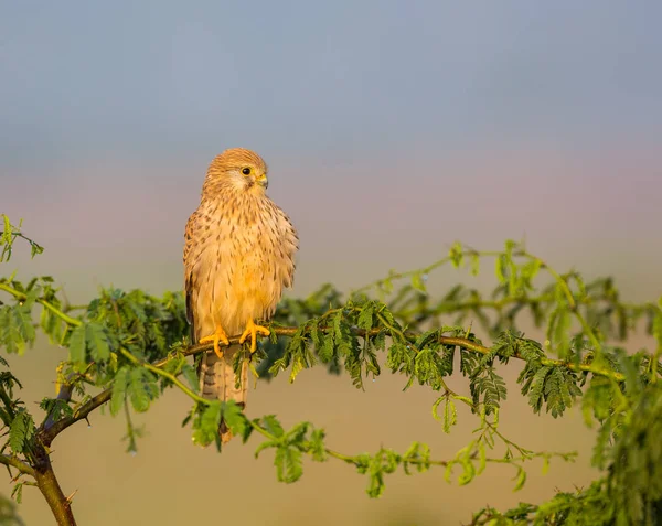 Der Turmfalke Ist Eine Greifvogelart Die Zur Gruppe Der Turmfalken — Stockfoto