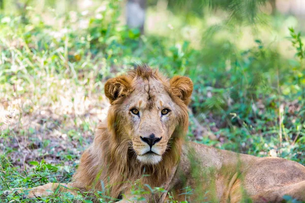 インドの国立公園でアジアのライオン これらの国宝は 今保護されている しかし 都市成長のために 彼らにインドを歩き回ることができること — ストック写真