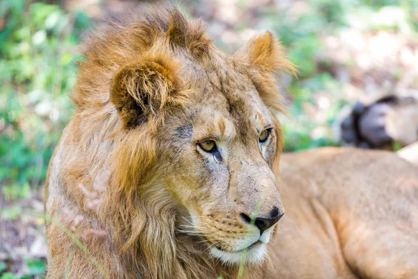 Asiatic Lion National Park India National Treasures Now Being Protected — Stock Photo, Image