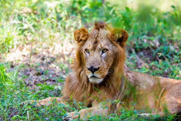 Asiatic Lion National Park India National Treasures Now Being Protected — Stock Photo, Image