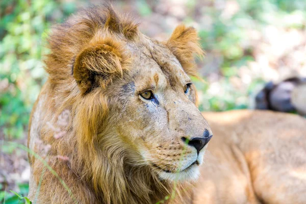 インドの国立公園でアジアのライオン これらの国宝は 今保護されている しかし 都市成長のために 彼らにインドを歩き回ることができること — ストック写真