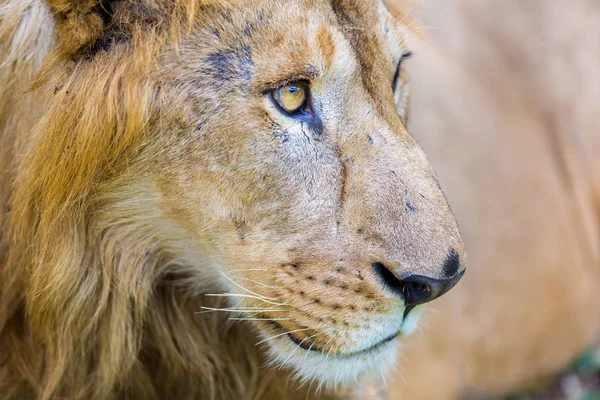 Leão Asiático Parque Nacional Índia Estes Tesouros Nacionais Estão Agora — Fotografia de Stock