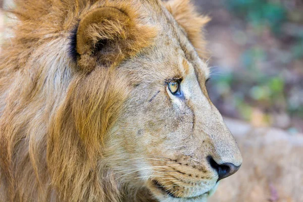 Leão Asiático Parque Nacional Índia Estes Tesouros Nacionais Estão Agora — Fotografia de Stock