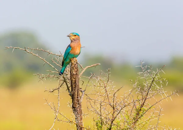 Indian Roller Member Roller Family Birds Found Widely Tropical Asia — Stock Photo, Image