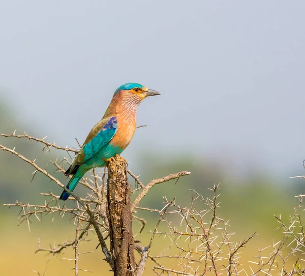 Rodillo Indio Miembro Familia Aves Encuentran Ampliamente Asia Tropical Son — Foto de Stock