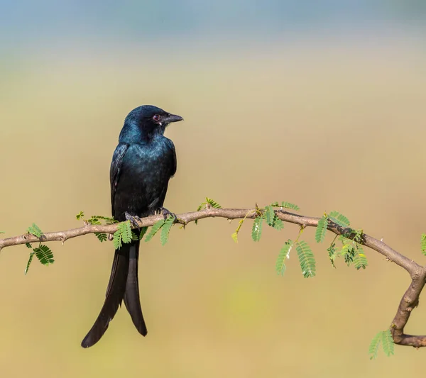 Fork Tailed Drongo Also Called Common African Savanna Species Family — Stock Photo, Image