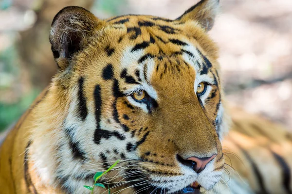 Тигр Национальном Парке Индии Национальные Сокровища Теперь Защищены Роста Городов — стоковое фото
