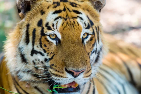 Tiger Einem Nationalpark Indien Diese Nationalen Schätze Werden Jetzt Geschützt — Stockfoto