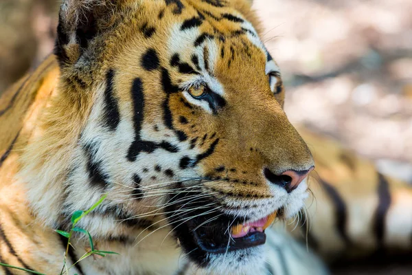 インドの国立公園の虎 これらの国宝は 今保護されている しかし 都市成長のために 彼らにインドを歩き回ることができること — ストック写真