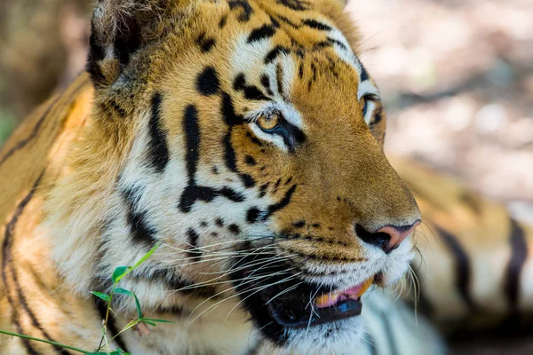Τίγρη Ένα Εθνικό Πάρκο Στην Ινδία Τώρα Αυτές Εθνικοί Θησαυροί — Φωτογραφία Αρχείου