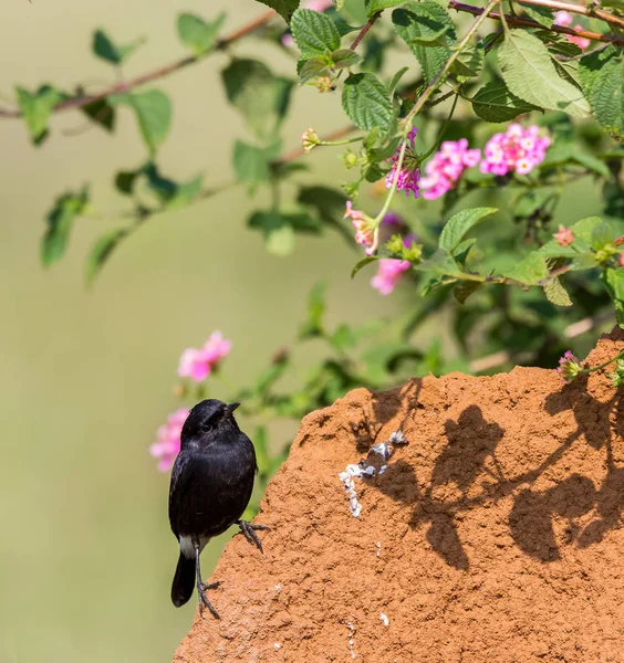 Der Rattenbusch Ist Ein Kleiner Passantenvogel Der Von West Und — Stockfoto