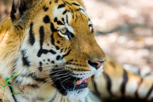 インドの国立公園の虎 これらの国宝は 今保護されている しかし 都市成長のために 彼らにインドを歩き回ることができること — ストック写真