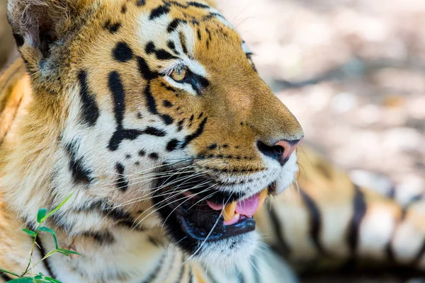 Tiger Einem Nationalpark Indien Diese Nationalen Schätze Werden Jetzt Geschützt — Stockfoto