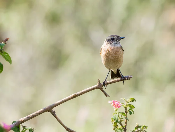 Siberian Stonechat Asian Stonechat Recently Validated Species Old World Flycatcher — Stock Photo, Image