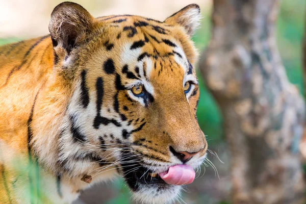 Tiger Einem Nationalpark Indien Diese Nationalen Schätze Werden Jetzt Geschützt — Stockfoto