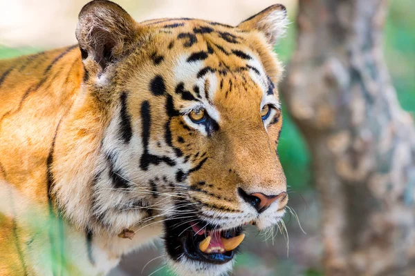 Tigre Parque Nacional Índia Estes Tesouros Nacionais Estão Agora Ser — Fotografia de Stock