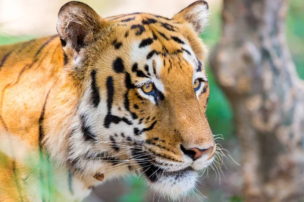 Tiger Einem Nationalpark Indien Diese Nationalen Schätze Werden Jetzt Geschützt — Stockfoto