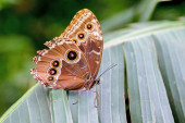 Kék Morpho pillangó pihen. Itt vagy tud lát a külső szárny minta kerek gyűrűk vagy a szem, hogy néha összekever a bagoly pillangó.