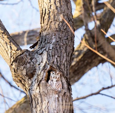 Kızıl Doğu Cırtlak Baykuşu. Bu tür, dağılımının birçok ormanlık ortamına özgüdür ve sık sık tespit edilmekten kaçınmasına rağmen, insan yapımı gelişime iyi uyum sağlamıştır..