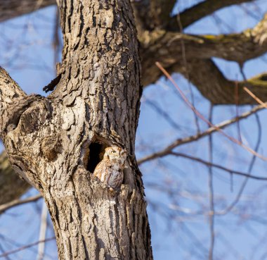 Kızıl Doğu Cırtlak Baykuşu. Bu tür, dağılımının birçok ormanlık ortamına özgüdür ve sık sık tespit edilmekten kaçınmasına rağmen, insan yapımı gelişime iyi uyum sağlamıştır..