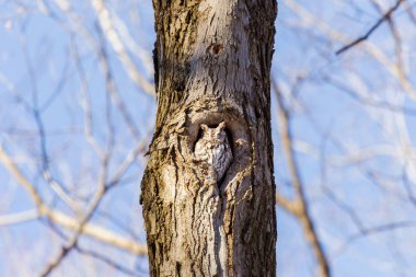 Kızıl Doğu Cırtlak Baykuşu. Bu tür, dağılımının birçok ormanlık ortamına özgüdür ve sık sık tespit edilmekten kaçınmasına rağmen, insan yapımı gelişime iyi uyum sağlamıştır..