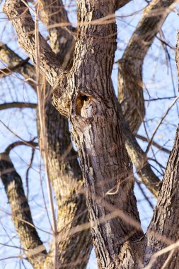 Kızıl Doğu Cırtlak Baykuşu. Bu tür, dağılımının birçok ormanlık ortamına özgüdür ve sık sık tespit edilmekten kaçınmasına rağmen, insan yapımı gelişime iyi uyum sağlamıştır..