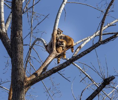 Haydut maskeli rakunlar neredeyse her yerde tanıdık bir görüntüdür, çünkü hemen hemen her şeyi yerler. Bu her yerde bulunan memeliler ormanlarda, bataklıklarda, çayırlarda ve hatta şehirlerde bile bulunur..