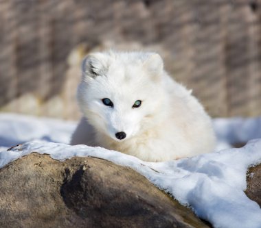 Kuzey Kutup Tilkisi (