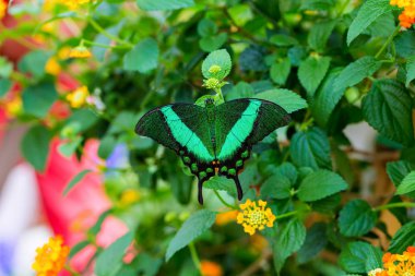 Yaygın kuşaklı tavus kuşu, Hindistan, Nepal, Butan ve Sri Lanka gibi Hindistan 'ın bazı bölgelerinde bulunan bir kırlangıç kelebek türüdür. Parlak yeşil parıltısıyla tanımlanır..