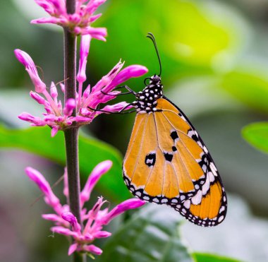Afrika Kral Kelebeği pembe bir çiçekten besleniyor.