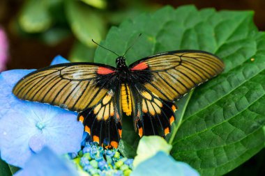 Lowi Kırlangıç Kelebeği lavanta renkli bir çiçeğe tünemişti..