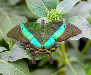 Güzel bir kelebeğin yakın yaşamı