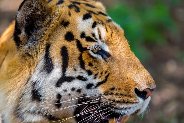 Tygr Národním Parku Indii Tyto Národní Poklady Jsou Nyní Chráněna — Stock fotografie
