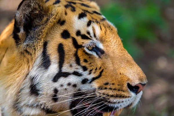 Tiger Einem Nationalpark Indien Diese Nationalen Schätze Werden Jetzt Geschützt — Stockfoto