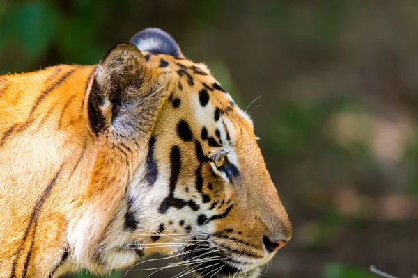 Tigre Parque Nacional Índia Estes Tesouros Nacionais Estão Agora Ser — Fotografia de Stock