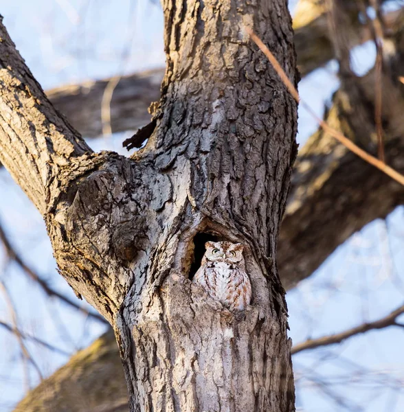 Owl 지역의 나무가 우거진 환경에서 자생하며 사람이 개발에 — 스톡 사진