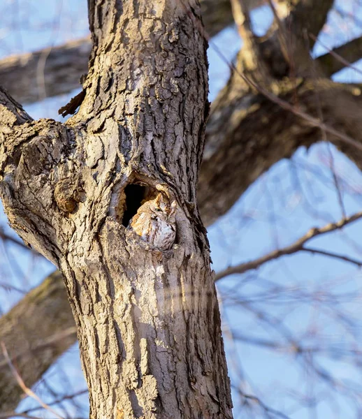 Petit Duc Maculé Cette Espèce Est Indigène Plupart Des Milieux — Photo