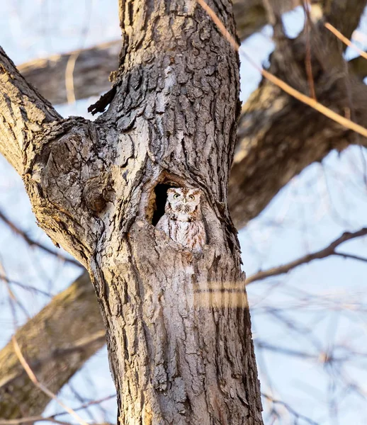 Red Eastern Screech Owl. This species is native to most wooded environments of its distribution and has adapted well to manmade development, although it frequently avoids detection.