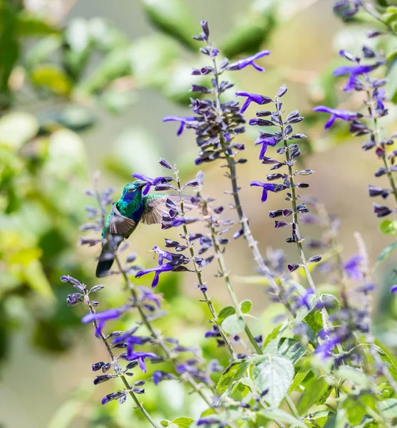 Uskomattoman Kaunis Green Violet Eared Kolibri Meksikon Keskivuorilla Tämä Harvinainen — kuvapankkivalokuva