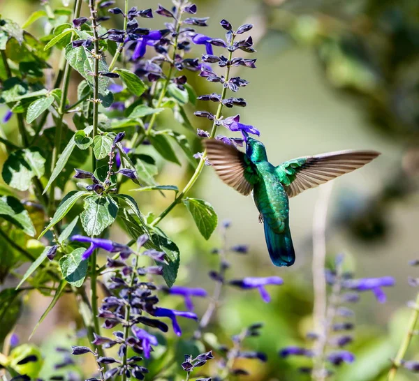 Incrivelmente Belo Beija Flor Violeta Verde Nas Montanhas Centrais México — Fotografia de Stock