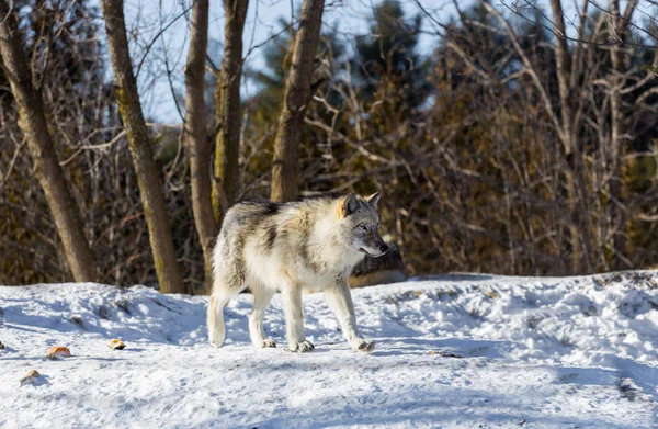 Lobo Gris Lobo Gris También Conocido Como Lobo Madera Lobo — Foto de Stock