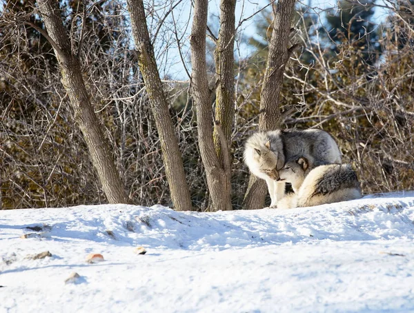 灰狼或灰狼也被称为木材狼 或西方狼 是原产于北美和欧亚大陆荒野和偏远地区的犬科动物 它是其家族中最大的成员 — 图库照片