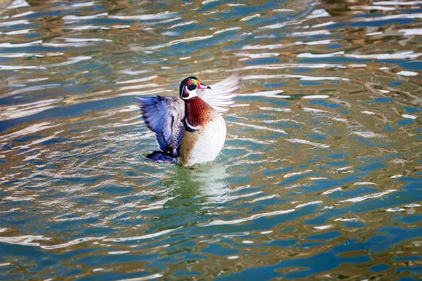 Wood duck male or Carolina duck is a species of perching duck found in North America. It is one of the most colorful North American waterfowl. They come to northern Canada to breed in summer in trees.